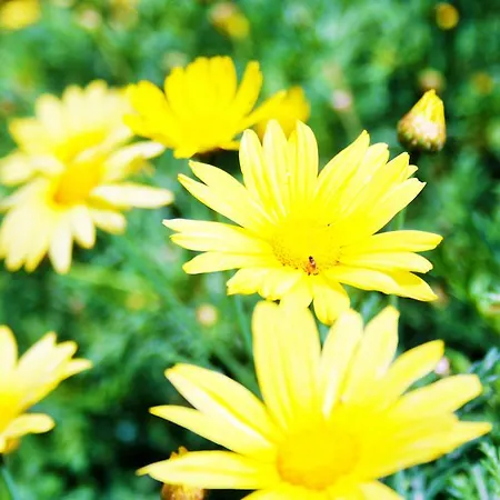 Hotel apartamentowy Parla 4*