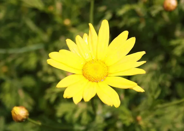 شقة فندقية Parla Çeşme